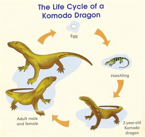<b>Monitor</b> <b>Lizards</b> <b>Reproduction</b> and Lifespan: Males fight with females to mate. . Monitor lizard asexual reproduction